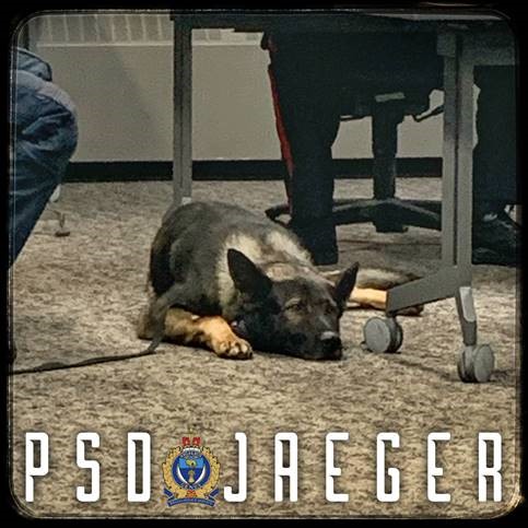 QueenCityPolice's tweet photo. Both Jaeger and Nixon died of natural causes after exceptional careers with the RPS. Our thoughts are with their handlers and families, Cst. Sabo and Cst. Fox. 
RIP Jaeger and Nixon - we'll take it from here. https://t.co/Otrl3EYyUj