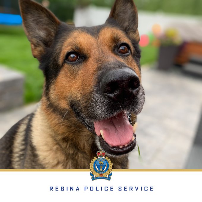 QueenCityPolice's tweet photo. Both Jaeger and Nixon died of natural causes after exceptional careers with the RPS. Our thoughts are with their handlers and families, Cst. Sabo and Cst. Fox. 
RIP Jaeger and Nixon - we'll take it from here. https://t.co/Otrl3EYyUj