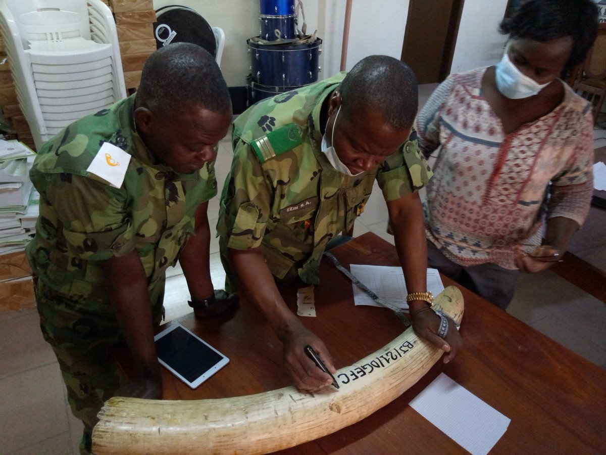 NatureTropicale's tweet photo. Benin : Formation sur le système de gestion des stocks d'ivoires et autres produits de la faune sauvage – (SMS (Stockpiles Monitoring System) - Enfin, les trophées d'ivoires saisis au Bénin sont sécurisés. Nature Tropicale ONG y participe. https://t.co/rmcH29zh4v https://t.co/o2wKCkf2Ao