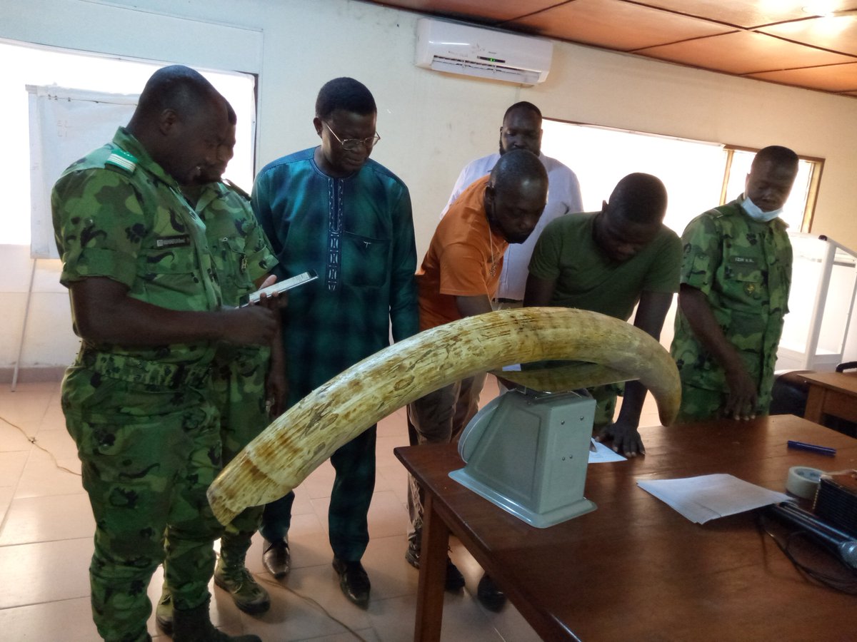 NatureTropicale's tweet photo. Benin : Formation sur le système de gestion des stocks d'ivoires et autres produits de la faune sauvage – (SMS (Stockpiles Monitoring System) - Enfin, les trophées d'ivoires saisis au Bénin sont sécurisés. Nature Tropicale ONG y participe. https://t.co/rmcH29zh4v https://t.co/o2wKCkf2Ao
