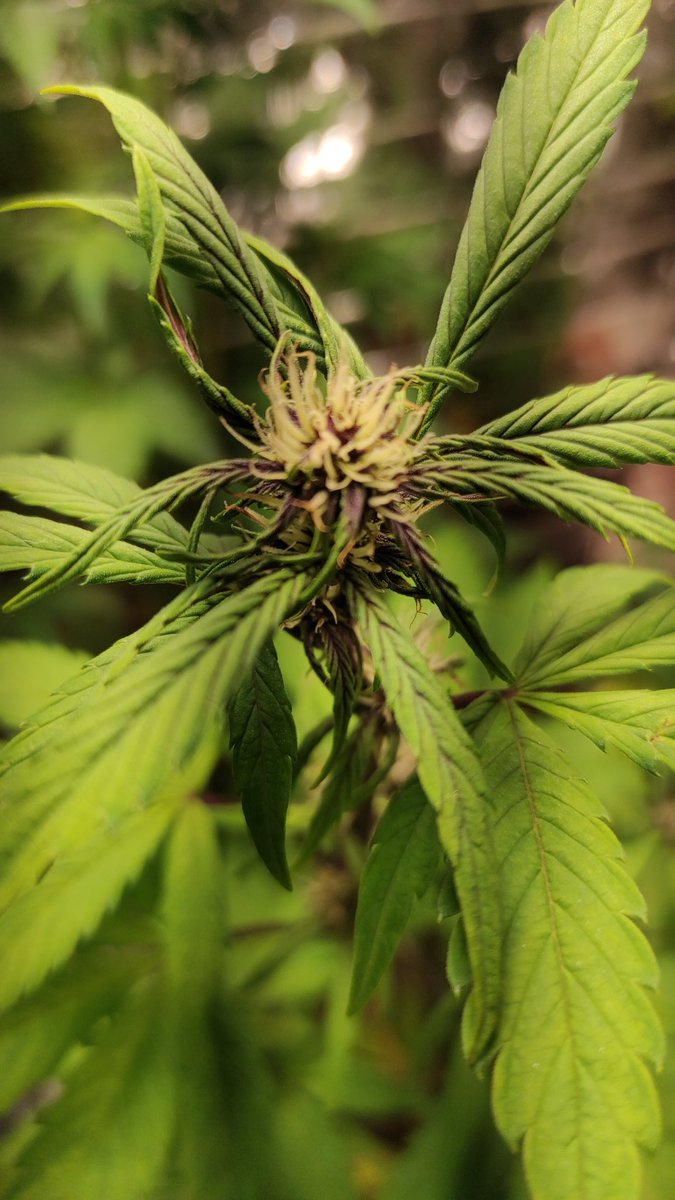 Dark Devil auto by <a href="/SweetPhotocall/">Sweet Seeds®</a> <a href="/sweetseeds_es/">Sweet Seeds®</a> . Primer semana de floración.