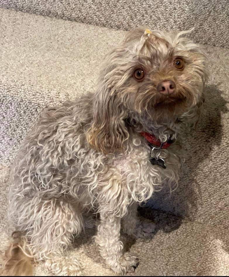 #BePETTHEFTaware tweet media