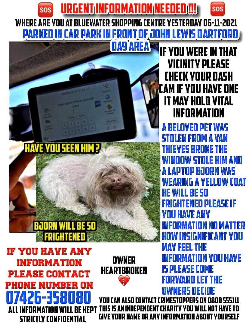 #GREENHITHE #DARTFORD #KENT #UK Please Keep looking out for tiny 2Kg Russian Bolonka🐾who was cruelly STOLEN from his owner's Van on #BlueWater carpark on Sat 6 Nov pm. 
Touted For Sale? Hidden away at a Mate's? There's a #FindersFee
His💔Family need him home🙏🐾#findBolonkaBjorn