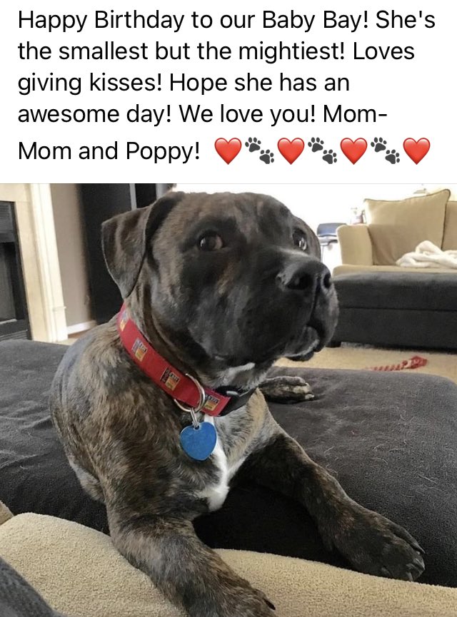 prinn_laura's tweet photo. ❤️🐾❤️ https://t.co/kkFdnD7lvT