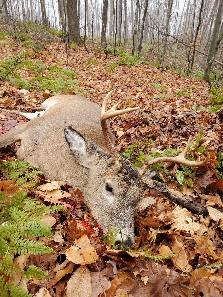 ThatOutdoorsGuy's tweet photo. Great deer hunt so far and a nice 40th Anniversary present! https://t.co/a89L0YsykE