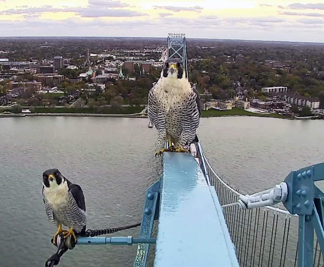 From the Ambassador Bridge Facebook page. 
Peregrine Falcons atop the Bridge. I wouldn't want to be a nearby pigeon! 
<a href="/CBCWindsor/">CBC Windsor</a> <a href="/EyesOnWindsor/">Eric Bonnici</a> @AM800News <a href="/radiomike519/">Mike Kakuk</a> <a href="/WindsorTodayca/">Windsor News Today</a> <a href="/MorganRyanOnAir/">Morgan Ryan🎙📻🇨🇦</a> <a href="/UWindsor/">University of Windsor</a> 
#yqg