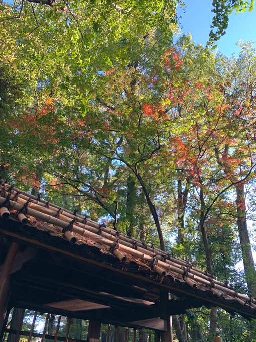 今日の大田黒公園。紅葉のはじまり 