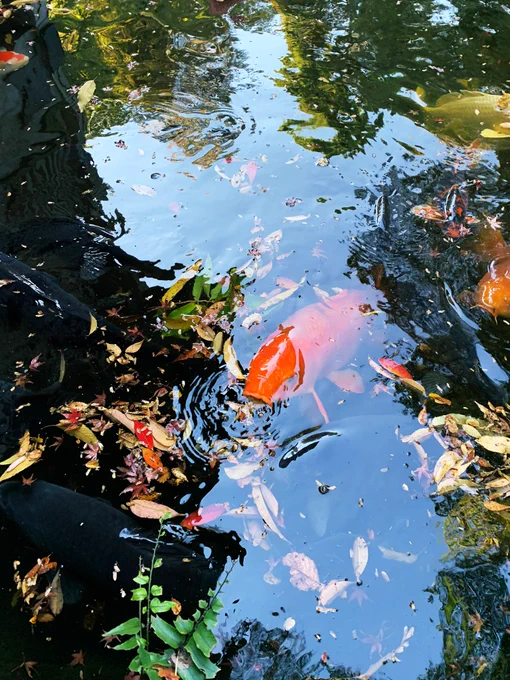 今日の大田黒公園。紅葉のはじまり 