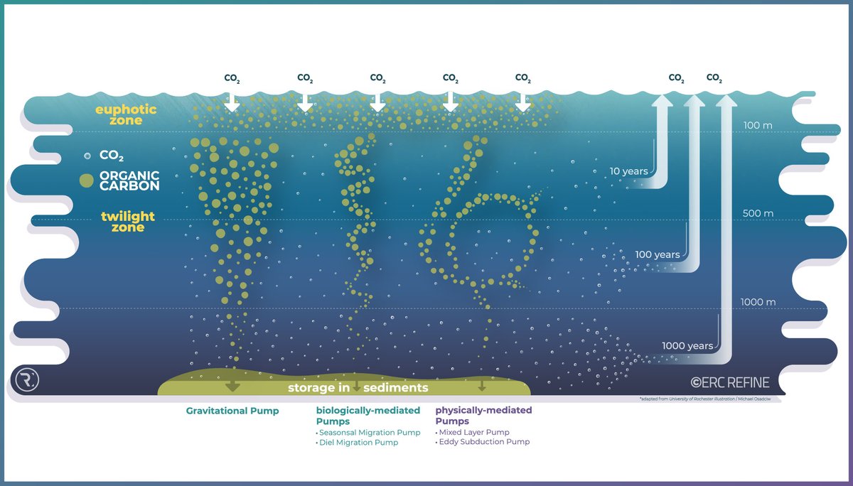 ERC_REFINE's tweet photo. #OceanObservation with REFINE #ProfilingFloats indeed allows the study of a whole set of #oceanic processes that export #carbon towards the #DeepOcean.
➡️https://t.co/9DuVWSwQ5o
#carbonsequestration #carbonstorage #OceanTechnology #OceanInnovation #OceanDecade https://t.co/QaRt9gcdIg