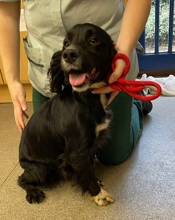 The_Animal_Team's tweet photo. #Found #AuctionYard #Bridgnorth #Shropshire female #Spaniel, black with white front paws. Chip details not up to date. Please call 01746 763 998 if you know where she belongs. https://t.co/WZS3IVfqup #FoundSpaniel #dogs #dogsoftwitter #FoundDog https://t.co/eiVvYz3AIa