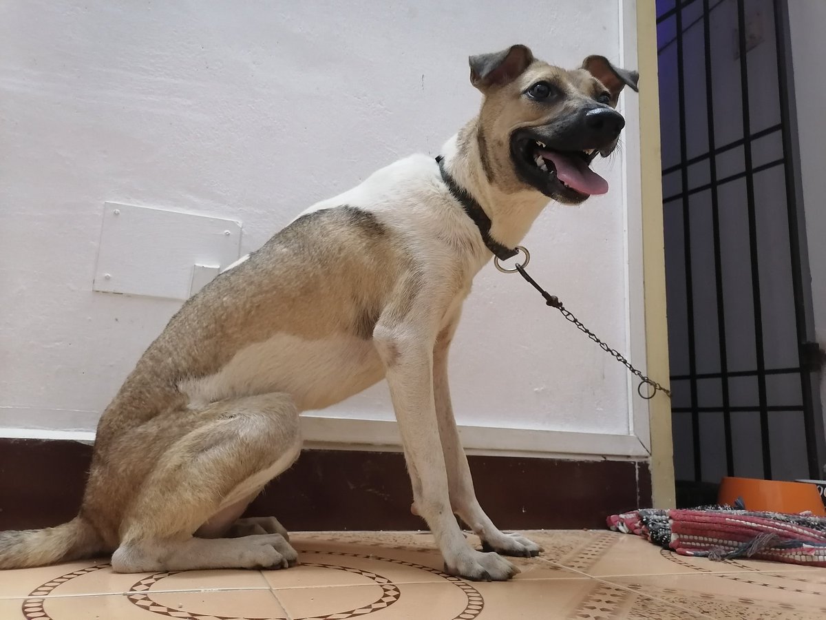 #Chennai, please do your magic, pls help find this beautiful girl dog, Happy. 
She's gone missing in Saligramam. Her family is really keen to find her, pls, PLS spread the word and find her? 
Details in the pic. 
Pls RT.
Pls help. 
🙏🏽🙏🏽🙏🏽🙏🏽
<a href="/NilavuMozhi/">Nilavu Mozhi</a>