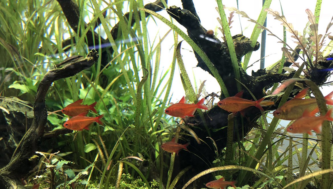 H2豊洲店 Twitter始めました 主に水草 熱帯魚 海水魚 小動物を販売してます 入荷情報や在庫生体の写真を載せようと思いますのでよろしくお願いします T Co Cgfrzphrkv Twitter H2豊洲店 Twitter始めました 主に水草 熱帯魚 海水魚 小動物を販売してます 入荷情報や在庫生体の写真を載せようと思いますのでよろしくお願いします T Co Cgfrzphrkv Twitter