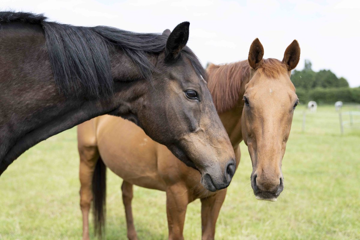 AnimalAid's tweet photo. We have 86K animal lovers following us on Twitter.

We have a mission for all you good people...

Get just 2 of your friends to sign the petition to  #EndHorseSlaughter by the end of today.

Text 'em, DM 'em, go visit 'em - just make sure they've signed. 

https://t.co/C0LNFXKIaN https://t.co/2VES0soIvX