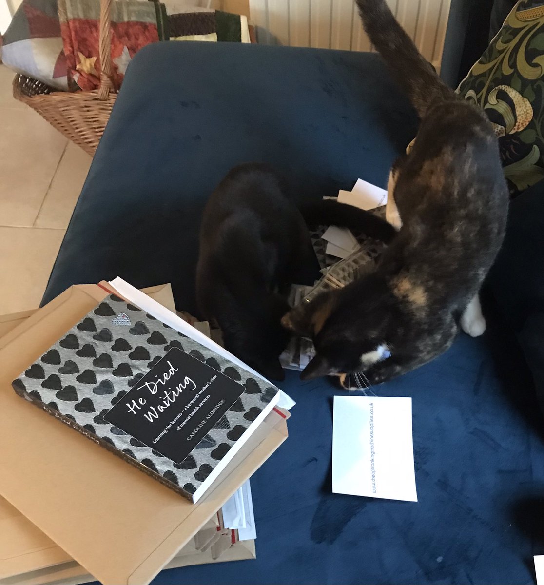 waiting_he's tweet photo. I had help this morning when parcelling up #HeDiedWaiting books and postcards. #NotHelp #Kittens #SocialWorkPets https://t.co/tIz0jW9wjA