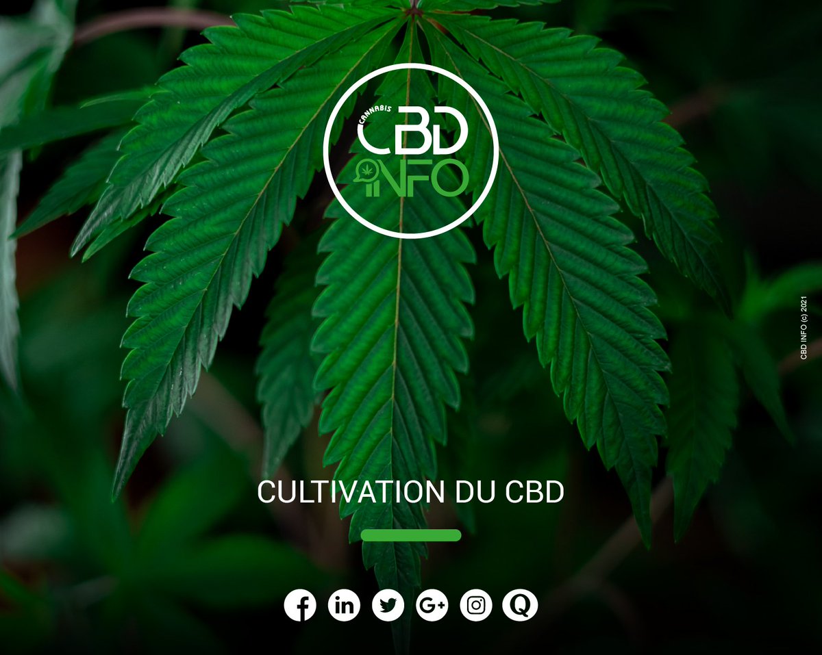 CannabisCBDInf1's tweet photo. Grands et petits cultivateurs de chanvre CBD en France. 

Que faut-il savoir? 

La réponse dans cet article: https://t.co/PjWbezfXuX

#cbdinfo #cbdfrance #culture #cbdguide #legislation #bonasavoir #community https://t.co/Cvke9fQXqZ