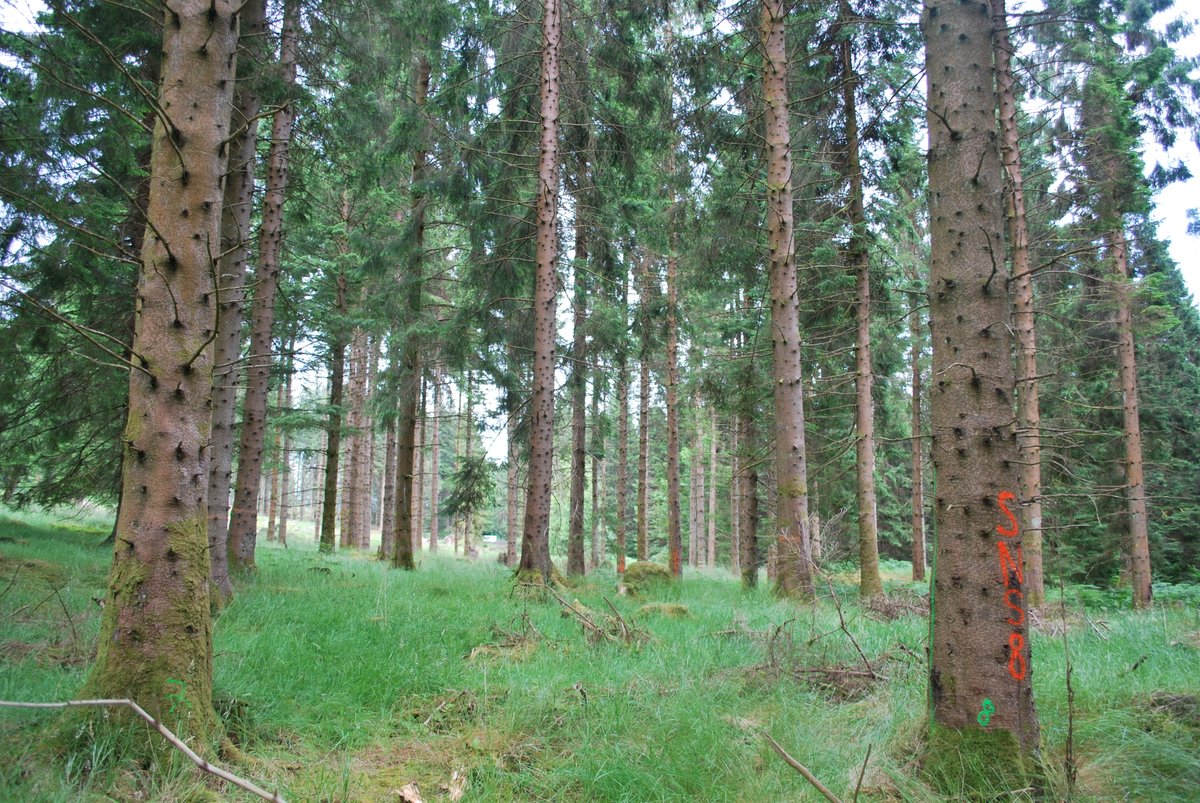 The @TERG_NUIG is glad to announce the start of #WoodProps2 funded by <a href="/agriculture_ie/">Dept of Agriculture, Food and the Marine</a>. The programme will support the industry and the use of wood products in the built environment helping to develop the Irish #forest sector and mitigate #climate change 🌍🌳🌲