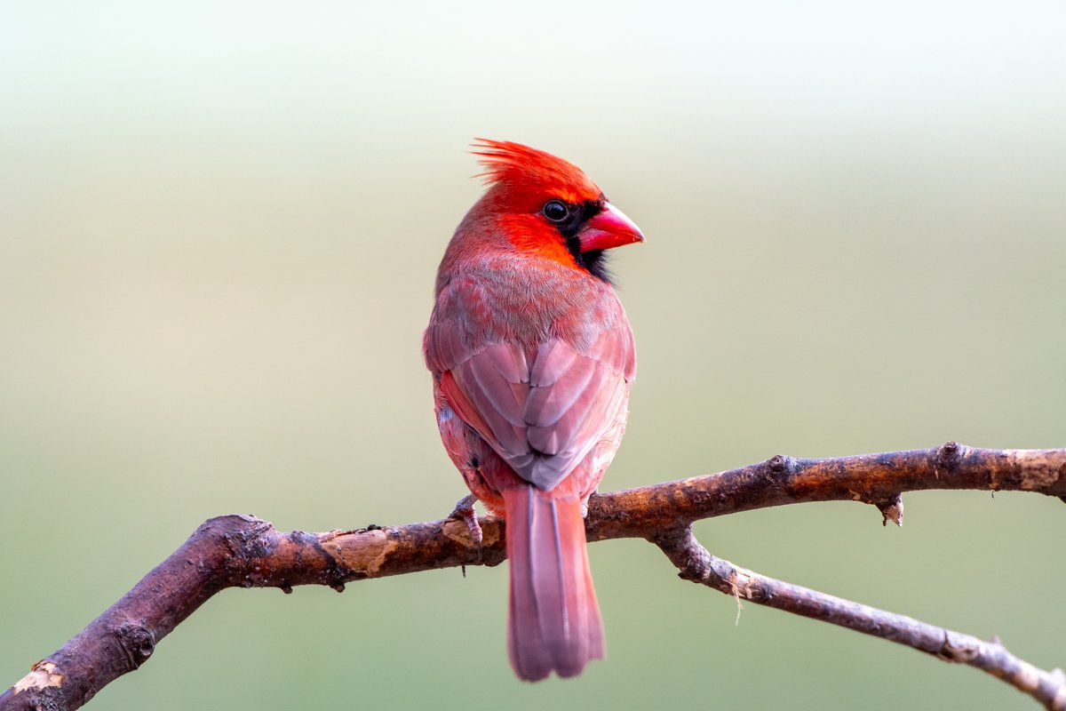 Volunteers needed to help us enrich our wildlife audio collections!

If you love nature and have ever wondered how wildlife recordists capture their audio, then get involved in our brand new #UOSH crowdsourcing project - visit: zooniverse.org/projects/fstub…