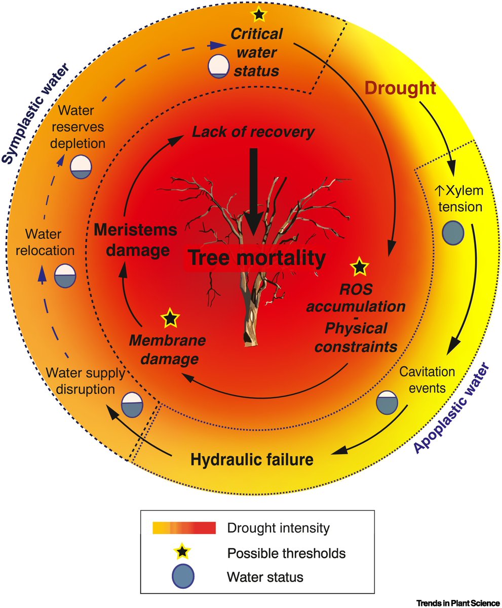 MarylouMantova's tweet photo. Ever wondered #WhatKillsTrees under drought conditions? 
🔎Clue -> #MeristemsMatter 
Happy to share our new publication in @TrendsPlantSci
  
📢Hydraulic failure: from correlation to causation
https://t.co/3bS0yplRk7 https://t.co/kSFbOMi6TX
