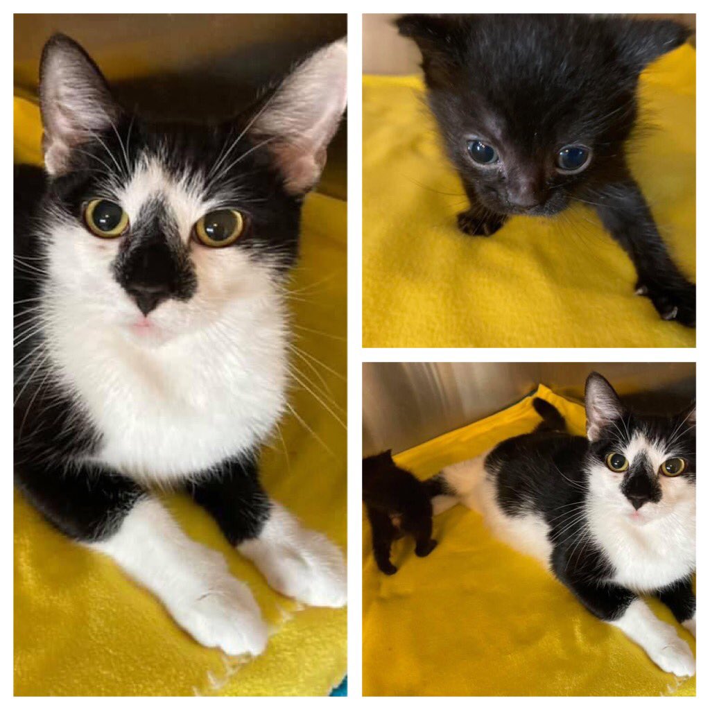 Oreo and her  baby who was 10 days old at the time they came to us infested with fleas. We combed approximately 150 off of the wee one. She (Sasha) would not have survived another few days as she had become anemic. Shown here this am looking so much better and over the hurdle.