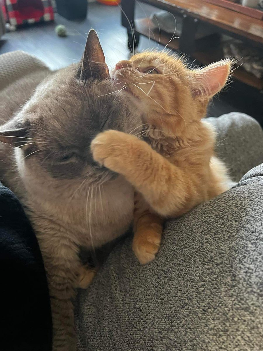 Little Henry ( Now Archie) is shown here in his new home with his big sister Mischa who is also a Fixed Fur Life Alumni. A transition was needed but as you can see he broke through her barriers…