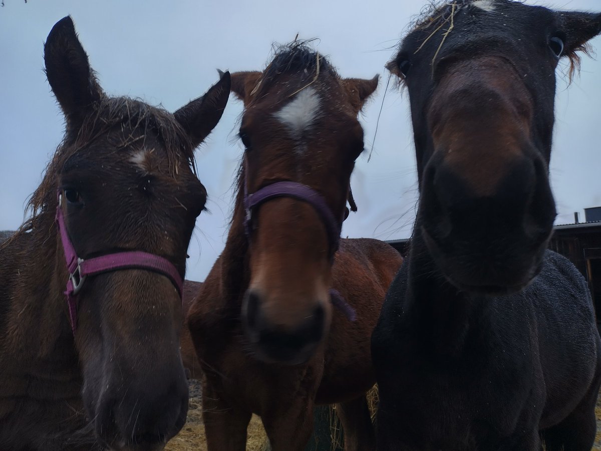 tseitsei67's tweet photo. "Kolmen kopla" @Stall_blombacke varsapihatto #Halipula "Iita", #ComeUnDone "Sulo" ja #MASImperial "Masa" #ravit https://t.co/ElWVDgr8nv