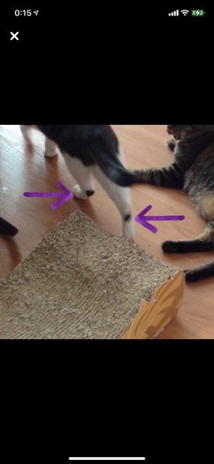 aonekopoosan's tweet photo. ＃迷子猫情報　＃大阪豊中三国　＃豊南町南  ＃豊南町西  ＃豊南町東　＃三和町  ＃庄内  ＃大黒町  ＃大島町  ＃淀川区西三国  ＃東三国 ＃拡散希望　＃みーこ　大切な友達の猫です。闘病しながら探してきましたが愛する家族と再会することは叶いませんでした😢 https://t.co/CJoPQsj3zD