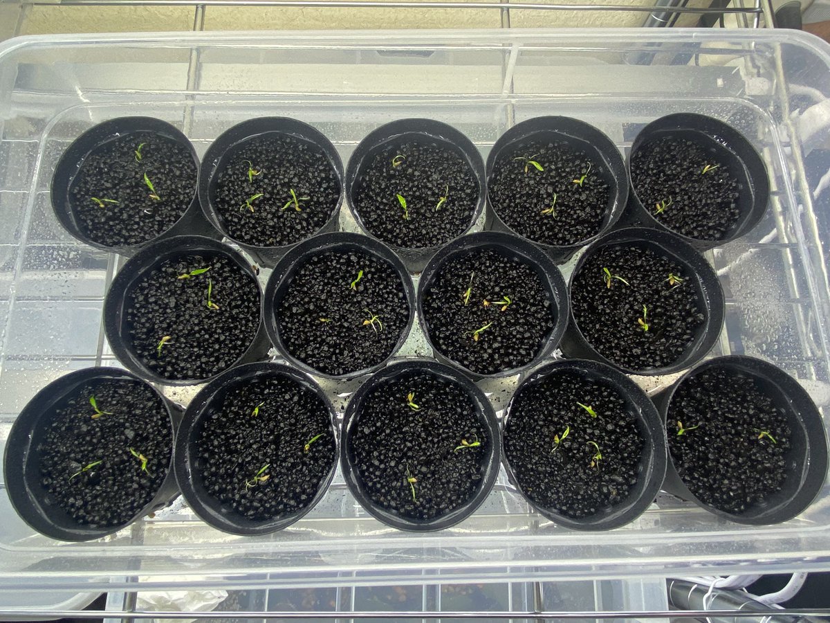 fw_kenzo's tweet photo. 草わるん前に卸しで先にリリースされた
Cryptocoryne striolata "Tayan" Sanggau
Heat Waveさんから貴重なフルーツ付きで送って頂いたやつ
100%近い発芽率(ほぼ100%)
どこまでロストせずに大きくできるか...
#TB
#Cryptocoryne
#Striolata
#クリプトコリネ
#HeatWave
#Tayan
#ジメジメ系 https://t.co/2tLkDsLGZv