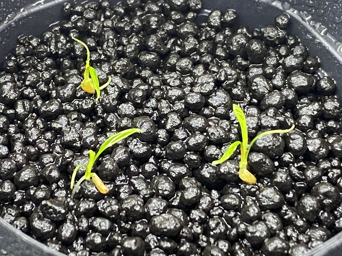 fw_kenzo's tweet photo. 草わるん前に卸しで先にリリースされた
Cryptocoryne striolata "Tayan" Sanggau
Heat Waveさんから貴重なフルーツ付きで送って頂いたやつ
100%近い発芽率(ほぼ100%)
どこまでロストせずに大きくできるか...
#TB
#Cryptocoryne
#Striolata
#クリプトコリネ
#HeatWave
#Tayan
#ジメジメ系 https://t.co/2tLkDsLGZv