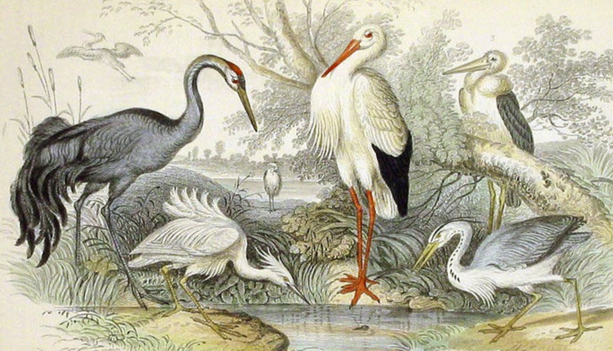 Egrets, I’ve had a few 👎🏻