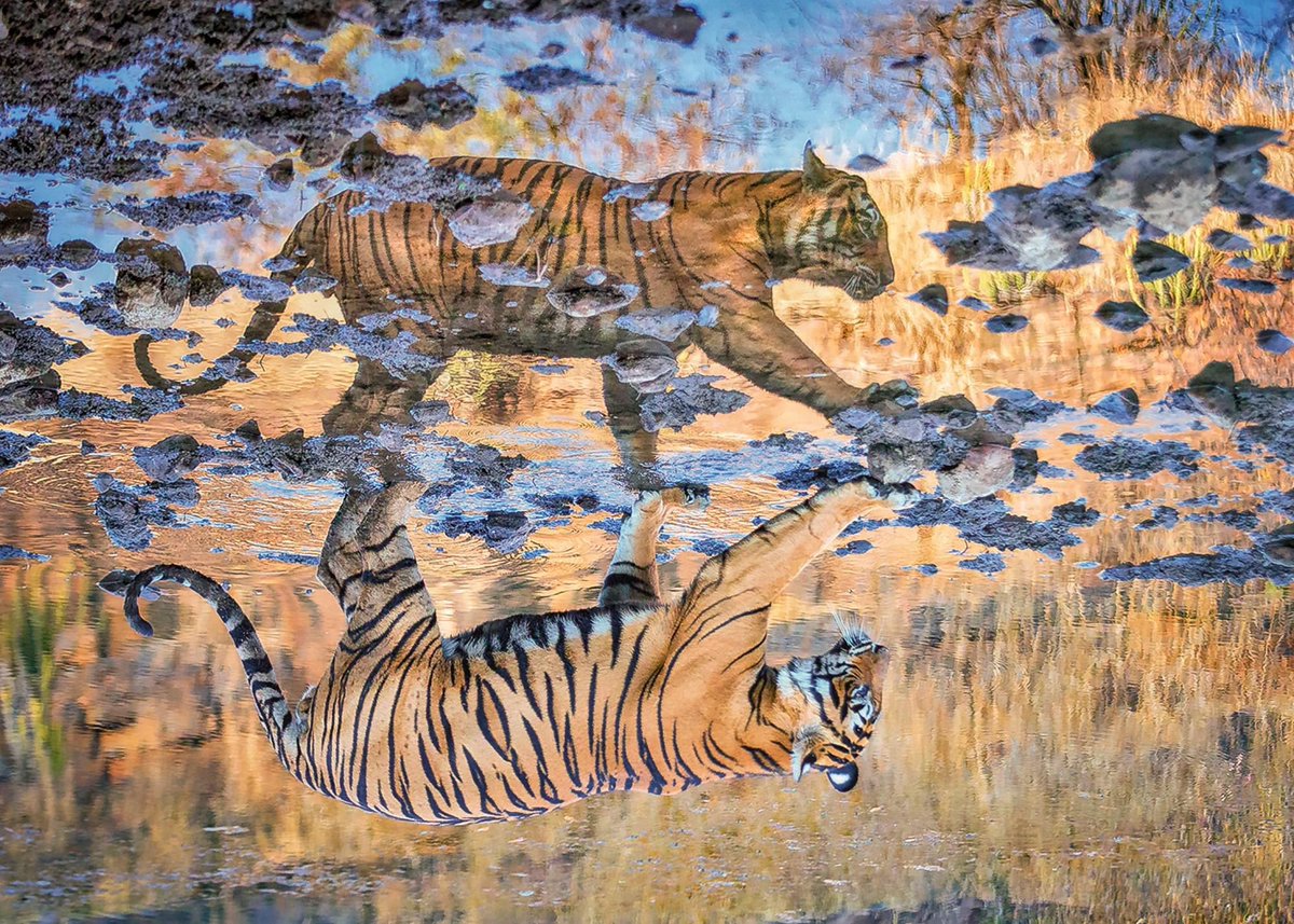 rajatnsingh's tweet photo. Ultapulta #refelection #photography #PhotoOfTheDay #photographer #IncredibleIndia #NFTPhotographer #nature #AnimalCrossingNewHorizons #ranthambhore #Rajasthan https://t.co/nekJqhjw2o