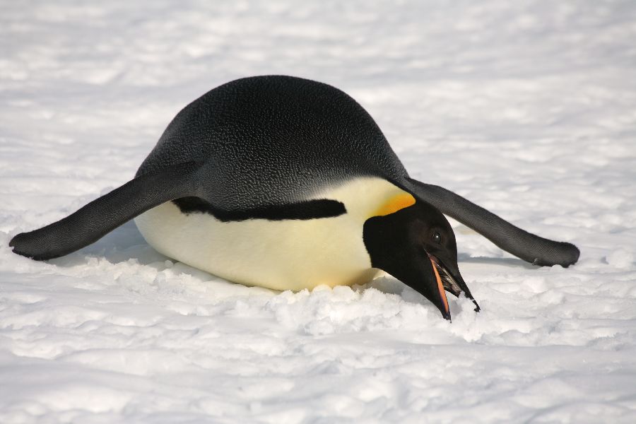 penguins365's tweet photo. That's the last time I hang out with the rockhoppers! ๐ง
#PenguinOfTheDay
#RockhopperParties #RockhopperRocks
#TheDayAfter
#Penguins https://t.co/dJLljAwLBp