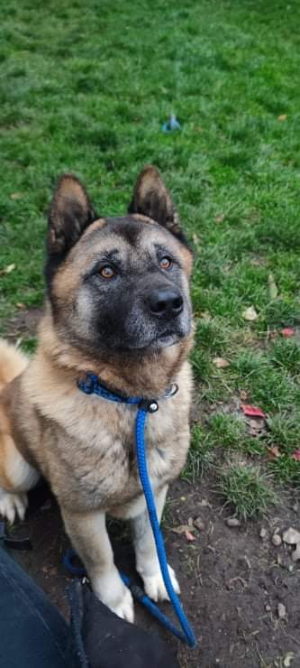 Arthur looking focused at kennels... of course there was a treat involved