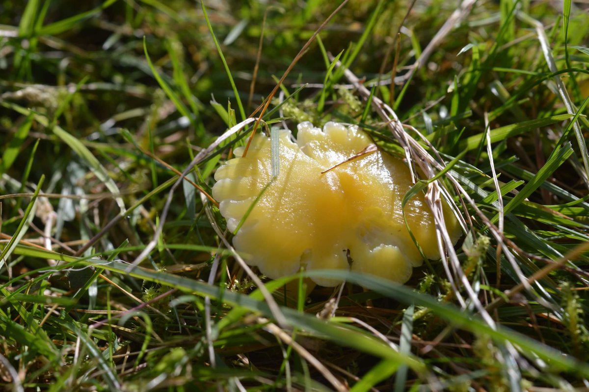 Wow, just check out these beautiful photos of #waxcaps and other #grassland #fungi taken recently on #CaerDdôl #Meadow #Llanberis by Aron Aled Jones. You can see more of his fantastic fungi fotographs over on <a href="/instagram/">Instagram</a> with this link... instagram.com/p/CWGAkN2MTrj/…