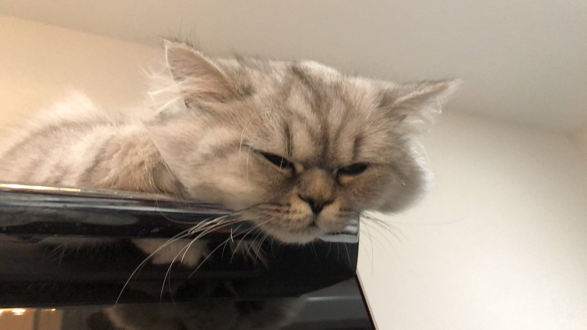 週の真ん中水曜日は特に疲れる＿|￣|○
みなさんお疲れ様です！
#ねこ 
#猫好きさんと繋がりたい 
#猫のニャッホ