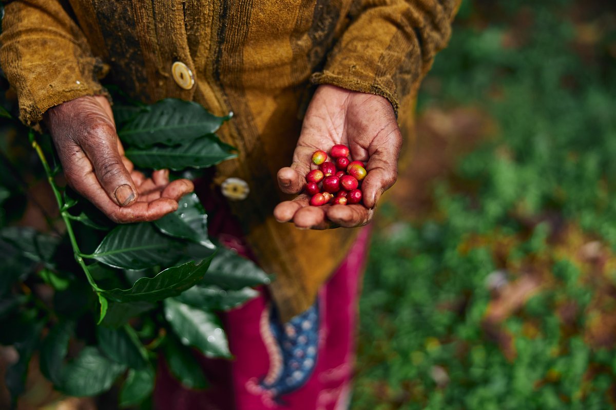 AcresVirtual's tweet photo. Ecosystem-based adaptation 
Unlocking Africa’s potential requires that policy makers in agriculture and the environment join forces with civil society and non-governmental organizations to consider options that will enable the environment and farmers to cope with climate change. https://t.co/Q4MY6YkPui