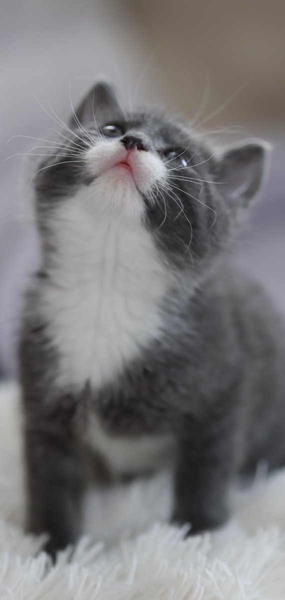 NathalieJoan's tweet photo. #catlife #kittenadventure https://t.co/dS6pGZNQJk