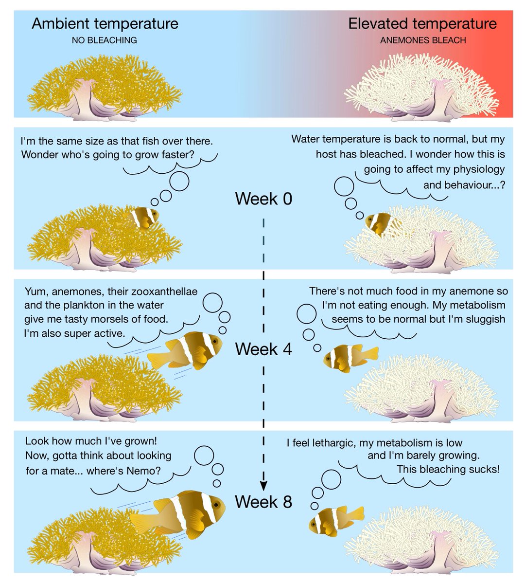 weebeastie75's tweet photo. Great science needs to be communicated in clear and engaging ways. We love @daphnecortese 's infographic summarising her research into the impact of climate change and anemone bleaching on wild anenomefish. Find out more @hunterian #ChangingClimateChangingStories displays #COP26 https://t.co/6O4hb15taR