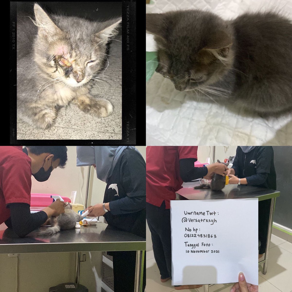 Pets! tw // virus calici // bagi teman teman yang mau membantu gray boleh banget yaa, krn biaya utk operasi juga ngga sedikit. terima kasih semuanya!!