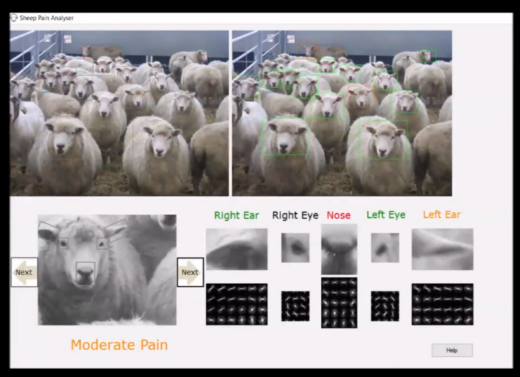 camillaveronica's tweet photo. Really interesting research by @marwammmahmoud on how machine learning is being used to recognise animal facial expressions and detect signs of pain/discomfort that could indicate illness before we humans would be able to. #REAP21 https://t.co/UOKhfl8M3B