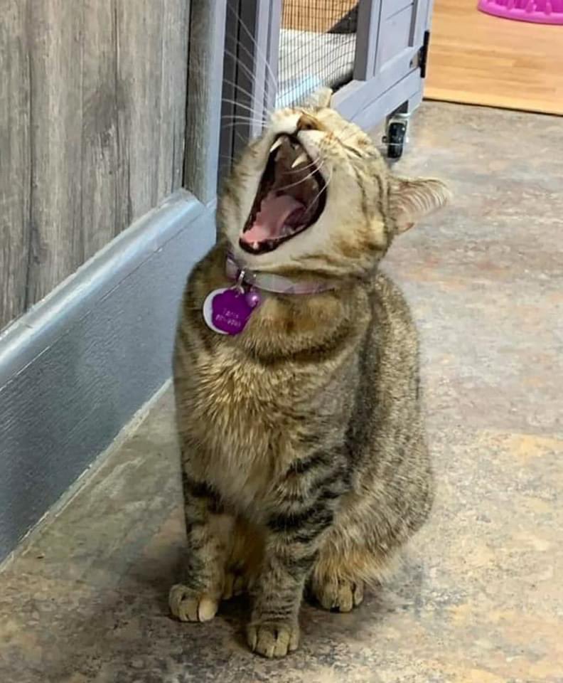 CrashsLanding's tweet photo. "You should've seen that mouse. It was this big! He thought he could outsmart me. Boy was he wrong!" 😸
Tanis telling us stories from when she lived outside. 😉
#RescuedCat #WhiskersWednesday #TallTails https://t.co/P9UtDNfJle