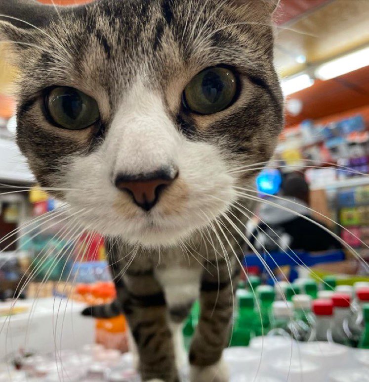 Bodegacats_'s tweet photo. 📷 @waiksnis https://t.co/wh0Nj5h7Nl