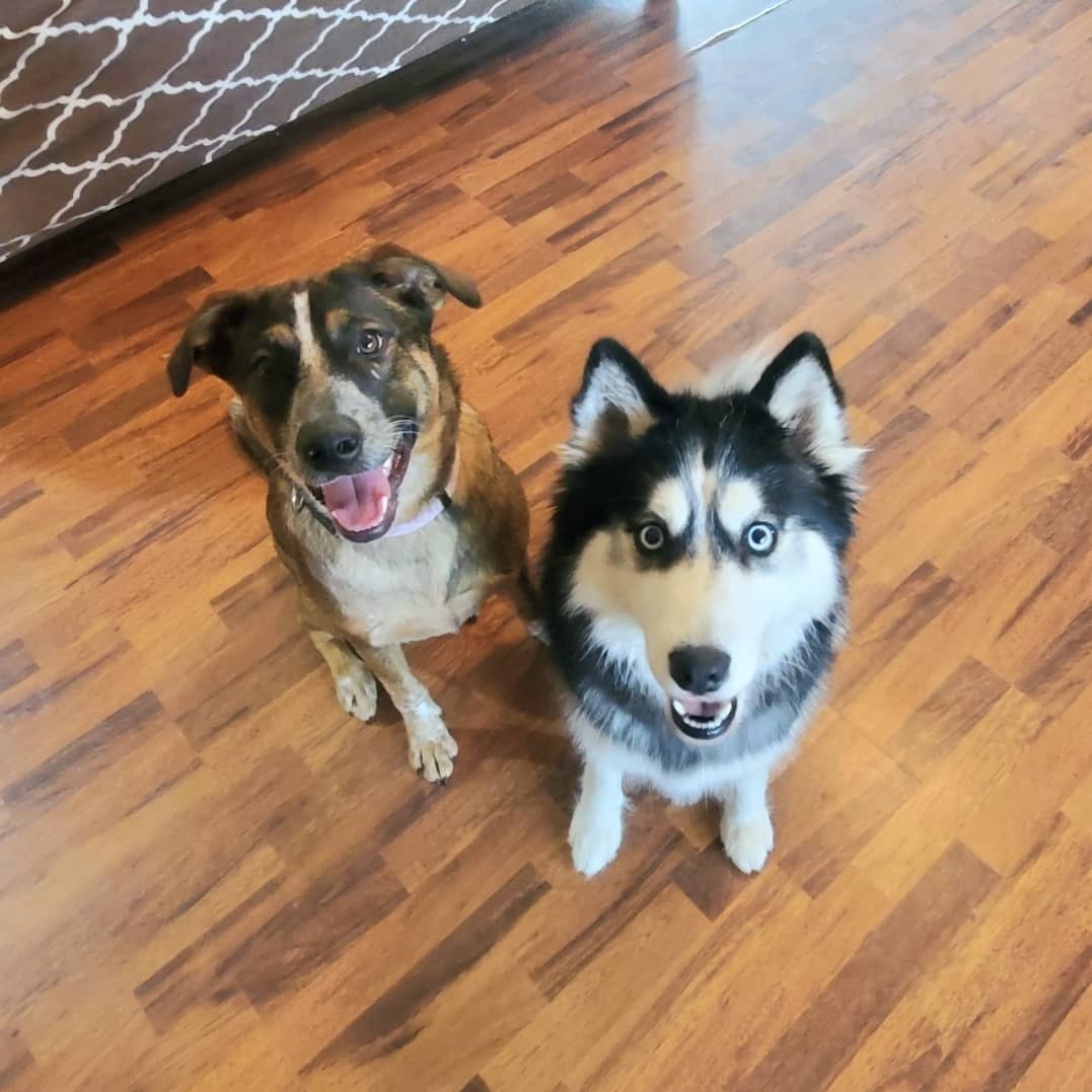 Jessikapetsit's tweet photo. #roversitterpic #roverdotcom #roverdogs #dogsofhouston🐾 https://t.co/n7KTfXZM2D