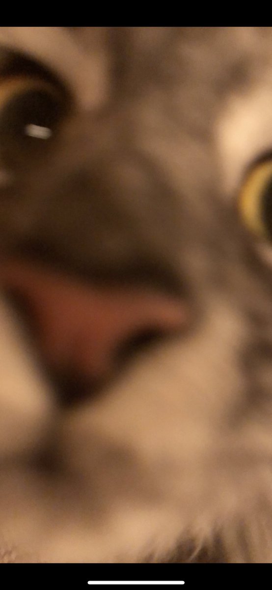 Hey <a href="/Apple/">Apple</a>, feline facial recognition for 2022? 

Cool idea right?? <a href="/Twitter/">Twitter</a> 

#ios16 
#wednesdaythought 
#CatsOfTwitter 
#catsofinstagram 

#mymuezza