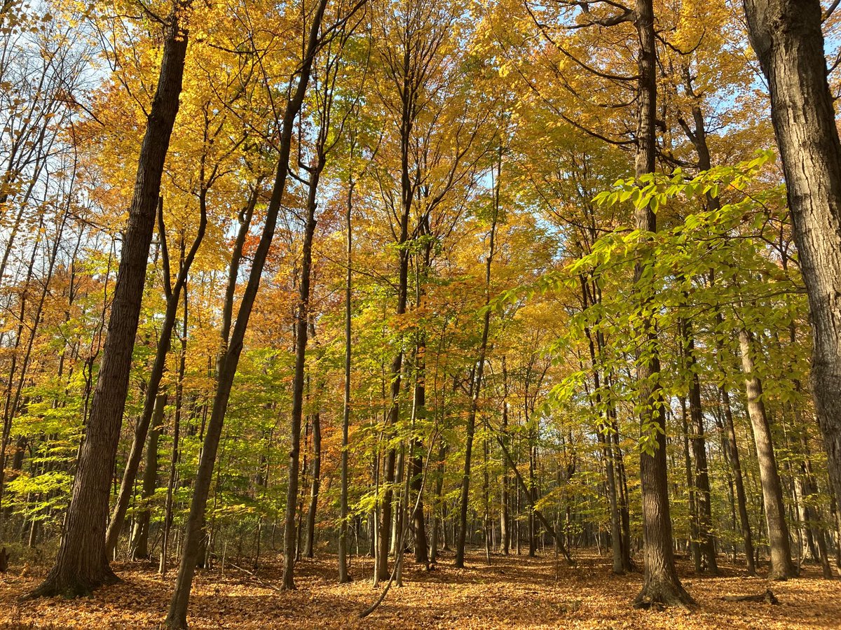 Fall looks good on Irene Gossin Nature Preserve! 🍂🍁