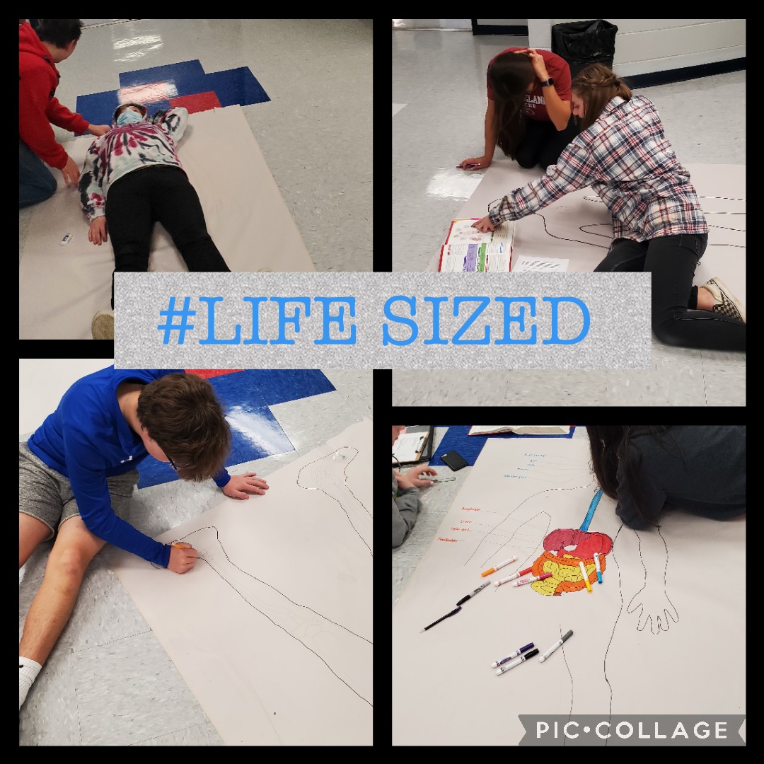 CCSRaiderHSE's tweet photo. Health Science Academy.  Life sized A&amp;P system project! TEAMWORK at it's finest! #CTEPOWER @CCSCTE @clevelandhightn https://t.co/t42uVD77ty