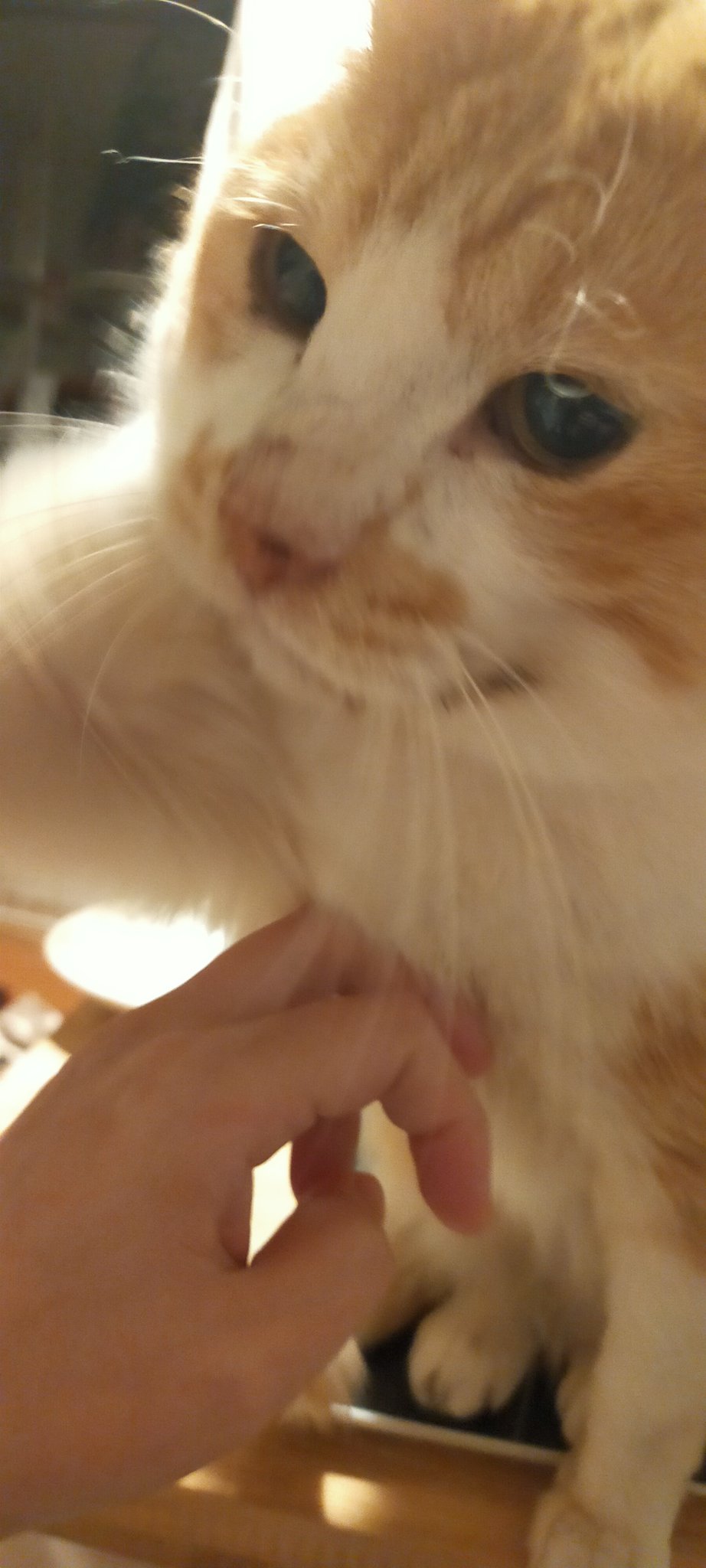 あおしま猫はさくら猫 ご飯のあげすぎダメ He Neko Info Twitter