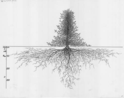 wurlibrary's tweet image. We added a new atlas to the Root system drawings:
"Wurzelatlas mitteleuropaischer Waldbaume und Straucher". Go to @WUR Image Collections to have a look a the 178 new drawings:
images.wur.nl/digital/collec… #LoreKutschera #rootsystems #drawings @WURplant @WURenvironment
