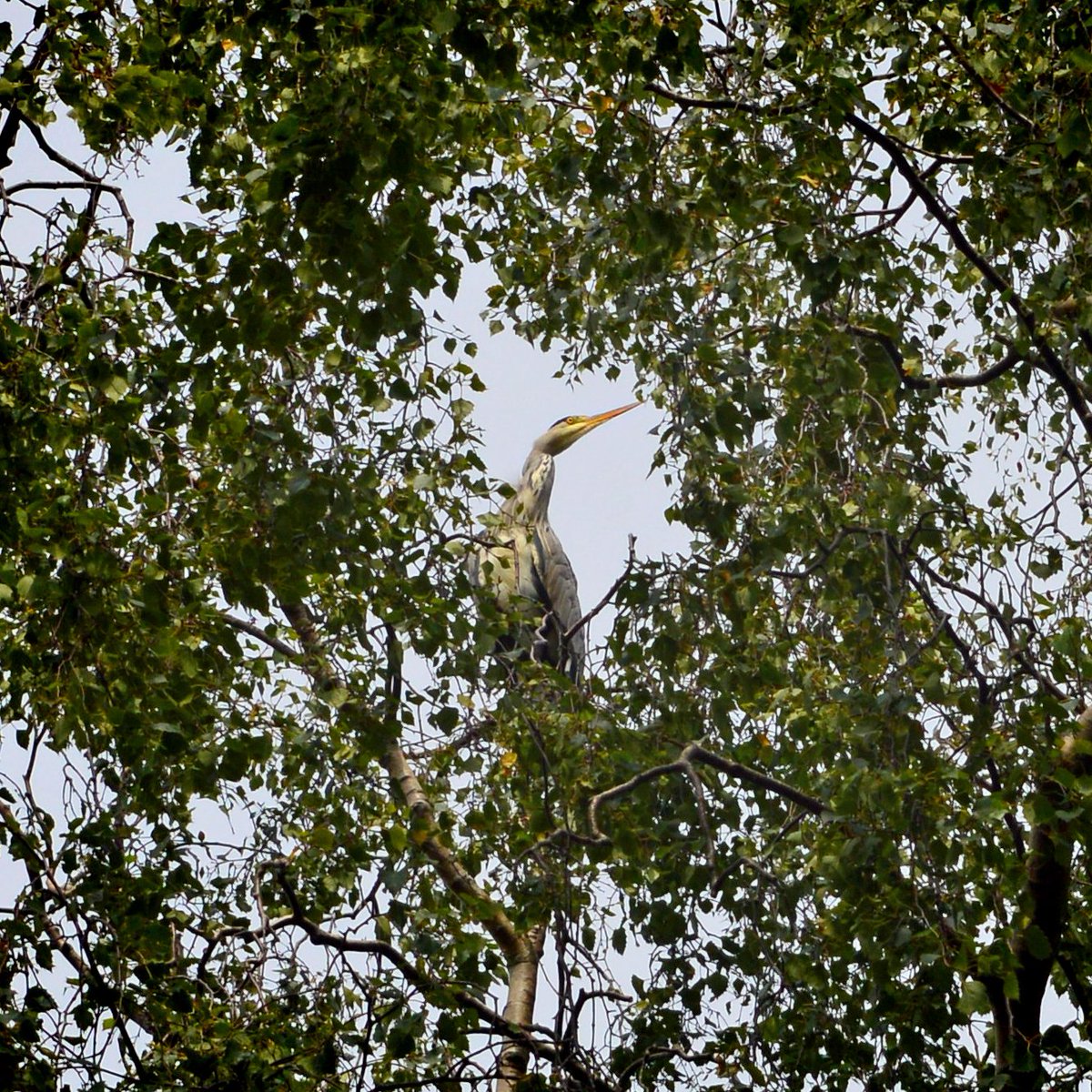 magdalenoxford's tweet photo. Today is #sesamestreetday so here's a big bird

#grumpyheron https://t.co/BJ0GUMxkZu
