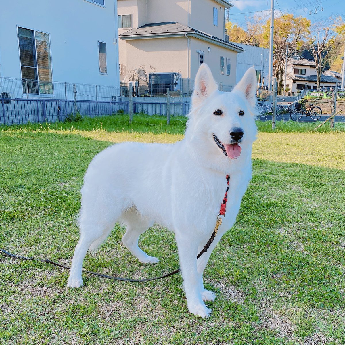 Letty0507's tweet photo. いい天気☀️
#ホワイトシェパード
#ホワイトスイスシェパード https://t.co/iExZj7L02e