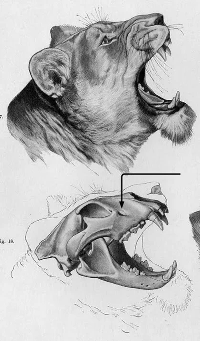 Like idk, think about a lion's skull. The skeleton by itself looks nothing like what's on the outside. Cat skulls are generally similar but lions tend to have longer faces. Imagine how they would've drawn a lion had it been prehistoric. 